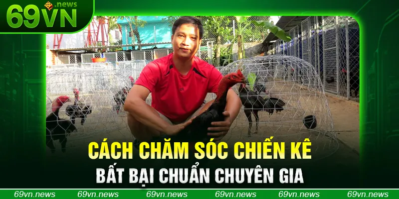 Cách chăm sóc chiến kê bất bại chuẩn chuyên gia