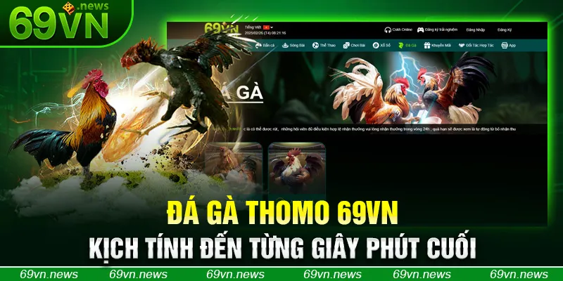 Đá Gà Thomo 69VN – Kịch Tính Đến Từng Giây Phút Cuối
