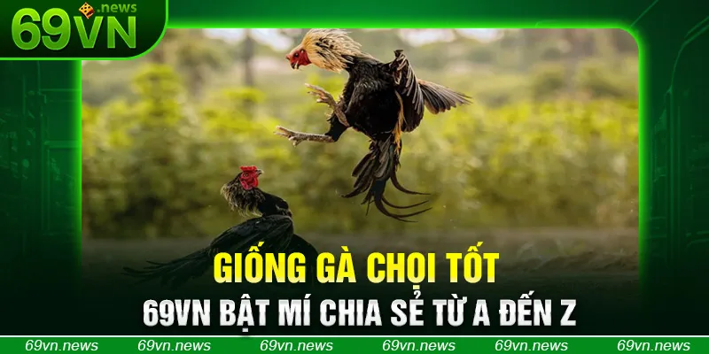 Giống Gà Chọi Tốt - 69VN Bật Mí Chia Sẻ Từ A Đến Z
