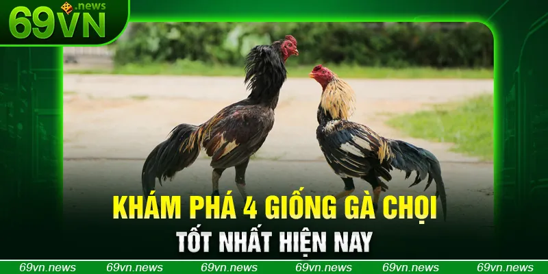 Khám phá 4 giống gà chọi tốt nhất hiện nay