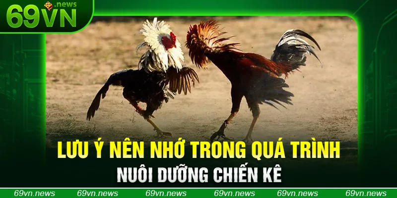Lưu ý nên nhớ trong quá trình nuôi dưỡng chiến kê
