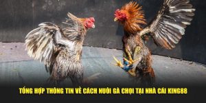 Tổng Hợp Thông Tin Về Cách Nuôi Gà Chọi Tại Nhà Cái King88
